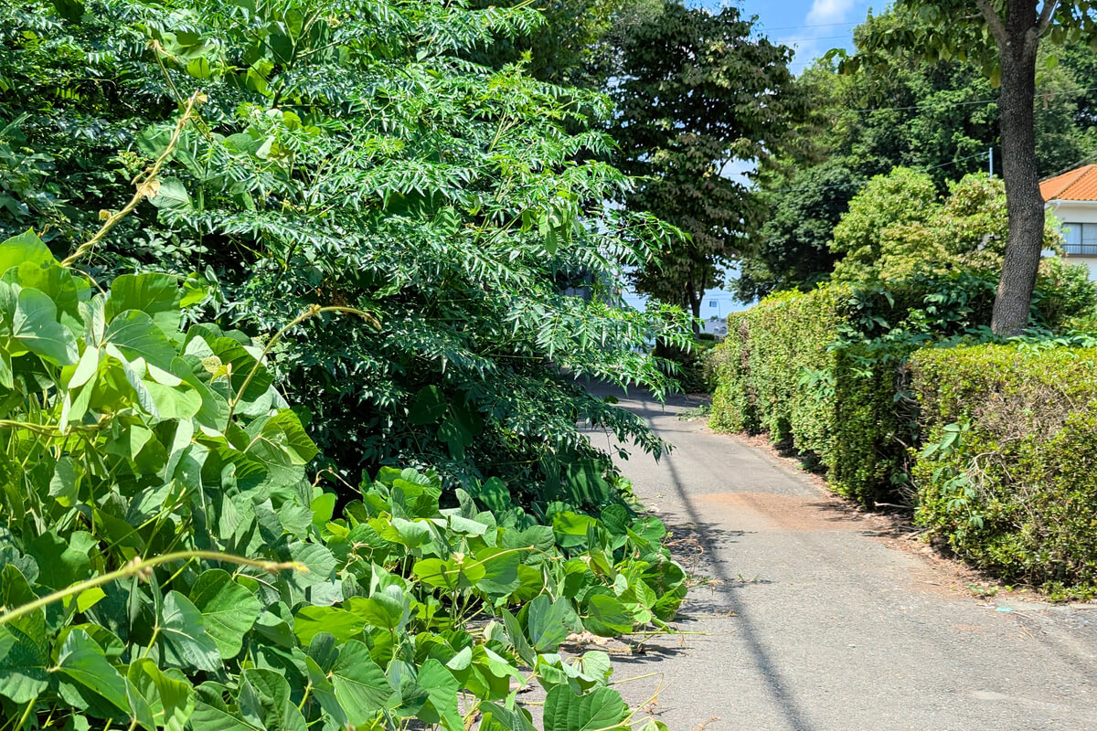 草が伸びている道路